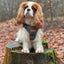Adventure Trails Dog Harness - Gray Herringbone Tweed