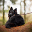 Adjustable dog leash - Leaf me not