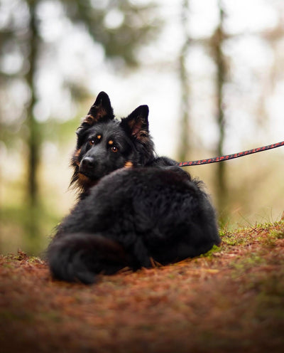 Adjustable dog leash - Leaf me not