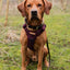 Adventure Trails Dog Harness - Burgundy Herringbone Tweed 