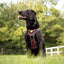 Adventure Trails dog harness - Leaf me not