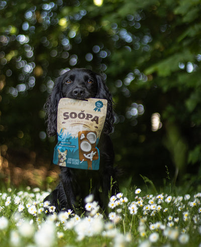 Dried coconut chew