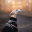 Adventure Trails Dog Harness - Gray Herringbone Tweed