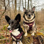 Adventure Trails Dog Harness - Burgundy Herringbone Tweed 