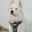 Adventure Trails Dog Harness - Gray Herringbone Tweed