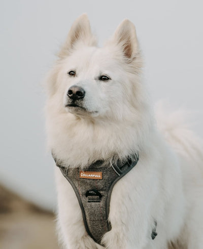 Adventure Trails Dog Harness - Gray Herringbone Tweed