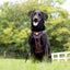 Adventure Trails dog harness - Leaf me not