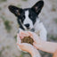 Globe Buddy Puppy premium hvalpefoder med insektprotein og fisk - 3,75 kg