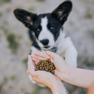 Globe Buddy Puppy premium hvalpefoder med insektprotein og fisk - 3,75 kg