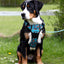 Adventure Trails Dog Harness - Hunting Ground