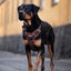 Adventure Trails Dog Harness - Brown Herringbone Tweed