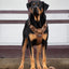 Adjustable dog leash - Brown Herringbone Tweed