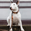 Adjustable dog leash - Brown Herringbone Tweed