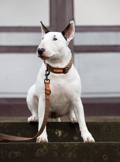 Adjustable dog leash - Brown Herringbone Tweed