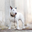 Adjustable dog leash - Brown Herringbone Tweed