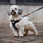 Adjustable dog lead - Black Herringbone Tweed
