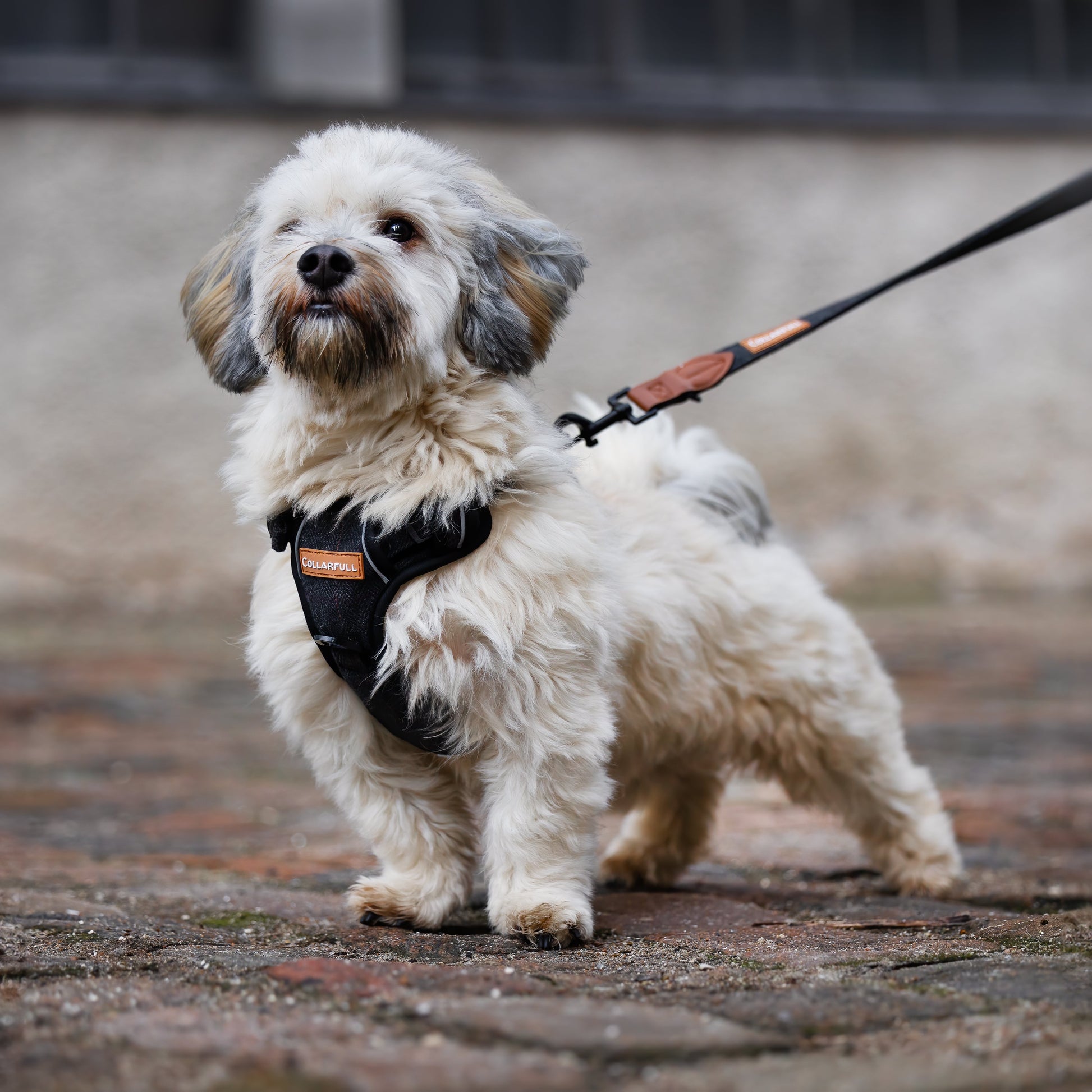 Adjustable dog lead - Black Herringbone Tweed