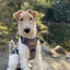 Adventure Trails Dog Harness - Gray Herringbone Tweed
