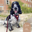 Tiny Trails step-in dog harness - Leaf me not