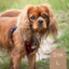 Tiny Trails step-in dog harness - Leaf me not