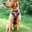 Adventure Trails dog harness - Leaf me not