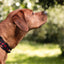Collar - Leaf me not