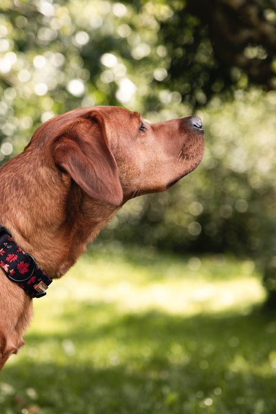 Collar - Leaf me not