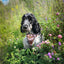 Adventure Trails dog harness - Take a break, with Coffee N' Cake