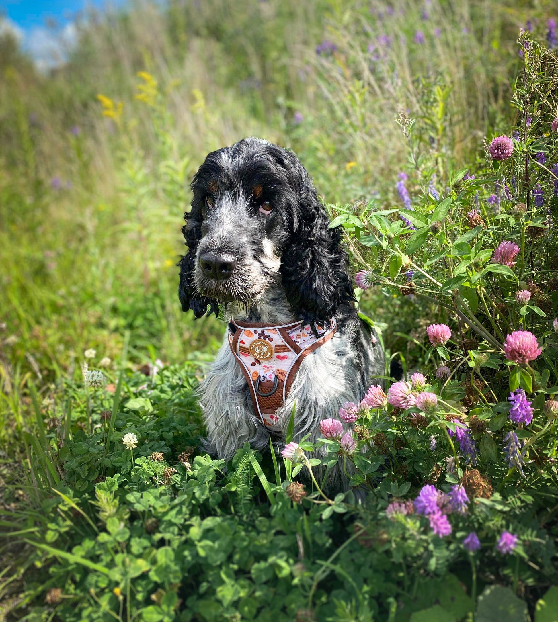 Adventure Trails dog harness - Take a break, with Coffee N' Cake