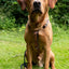 Urban Y Trails dog harness - Lovely Leopard