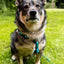Urban Y Trails Dog Harness - Escape To The Wilderness