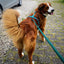 Urban Y Trails Dog Harness - Escape To The Wilderness