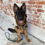 Urban Y Trails Dog Harness - Escape To The Wilderness