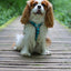 Urban Y Trails Dog Harness - Escape To The Wilderness