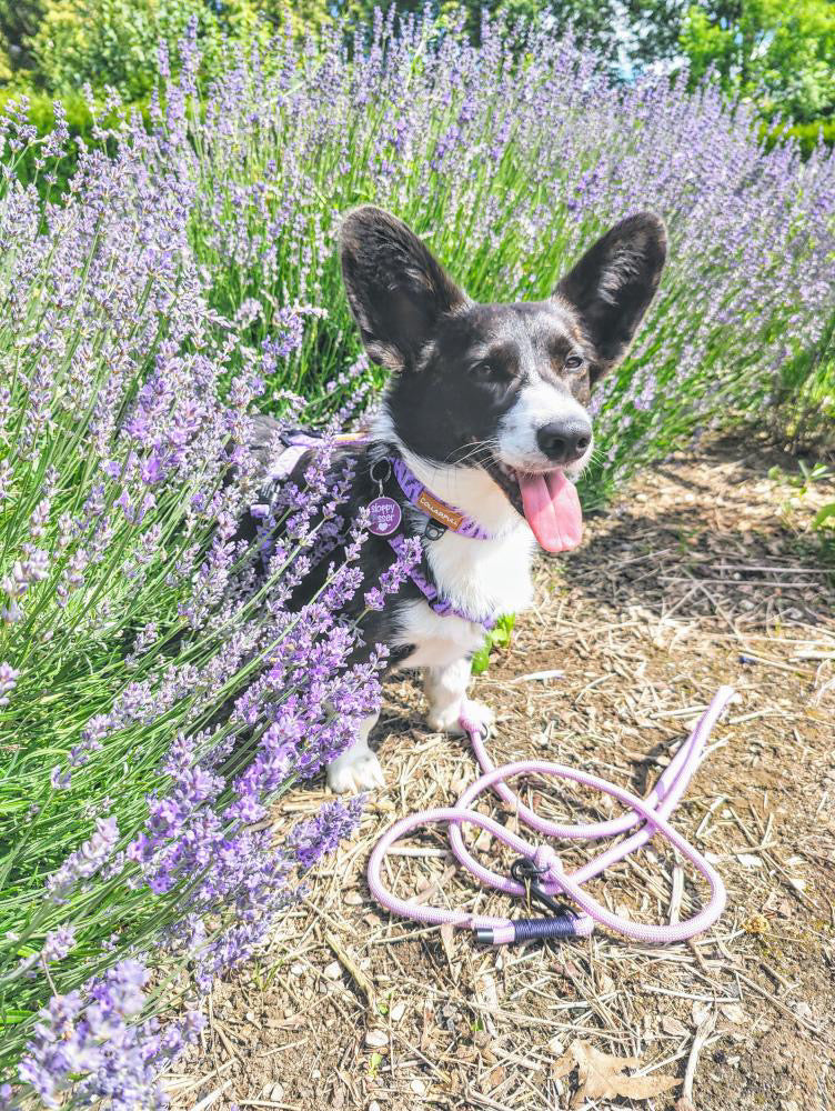 Adjustable rope cord - Lavender