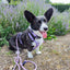 Urban Y Trails Dog Harness - In Smell Lavender