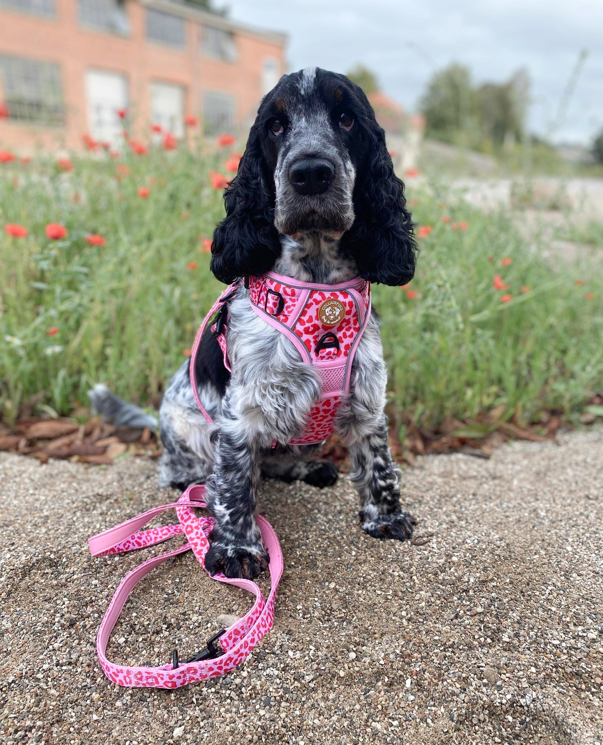 Adjustable dog leash - Pink Panther