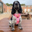 Adventure Trails Dog Harness - Pink Panther
