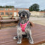 Tiny Trails step-in dog harness - Pink Panther