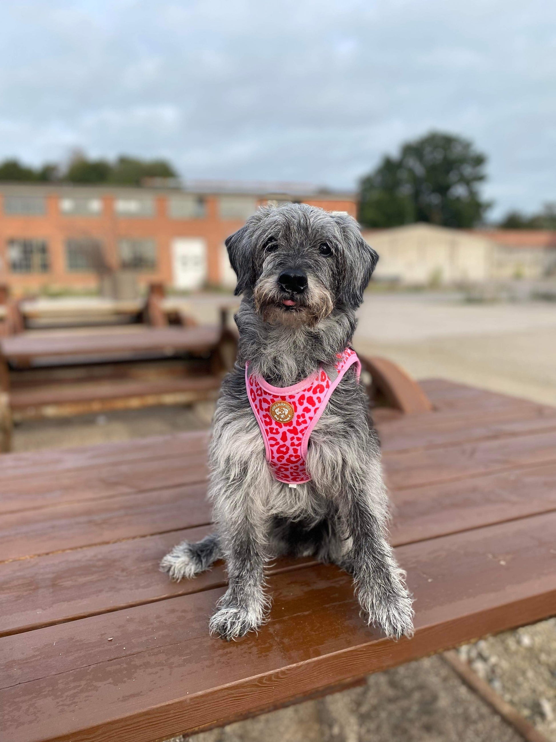 Tiny Trails step-in dog harness - Pink Panther