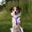 Urban Y Trails Dog Harness - In Smell Lavender