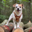 Tiny Trails step-in dog harness - Sunflowers on my mind