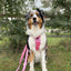 Adventure Trails Dog Harness - Pink Panther