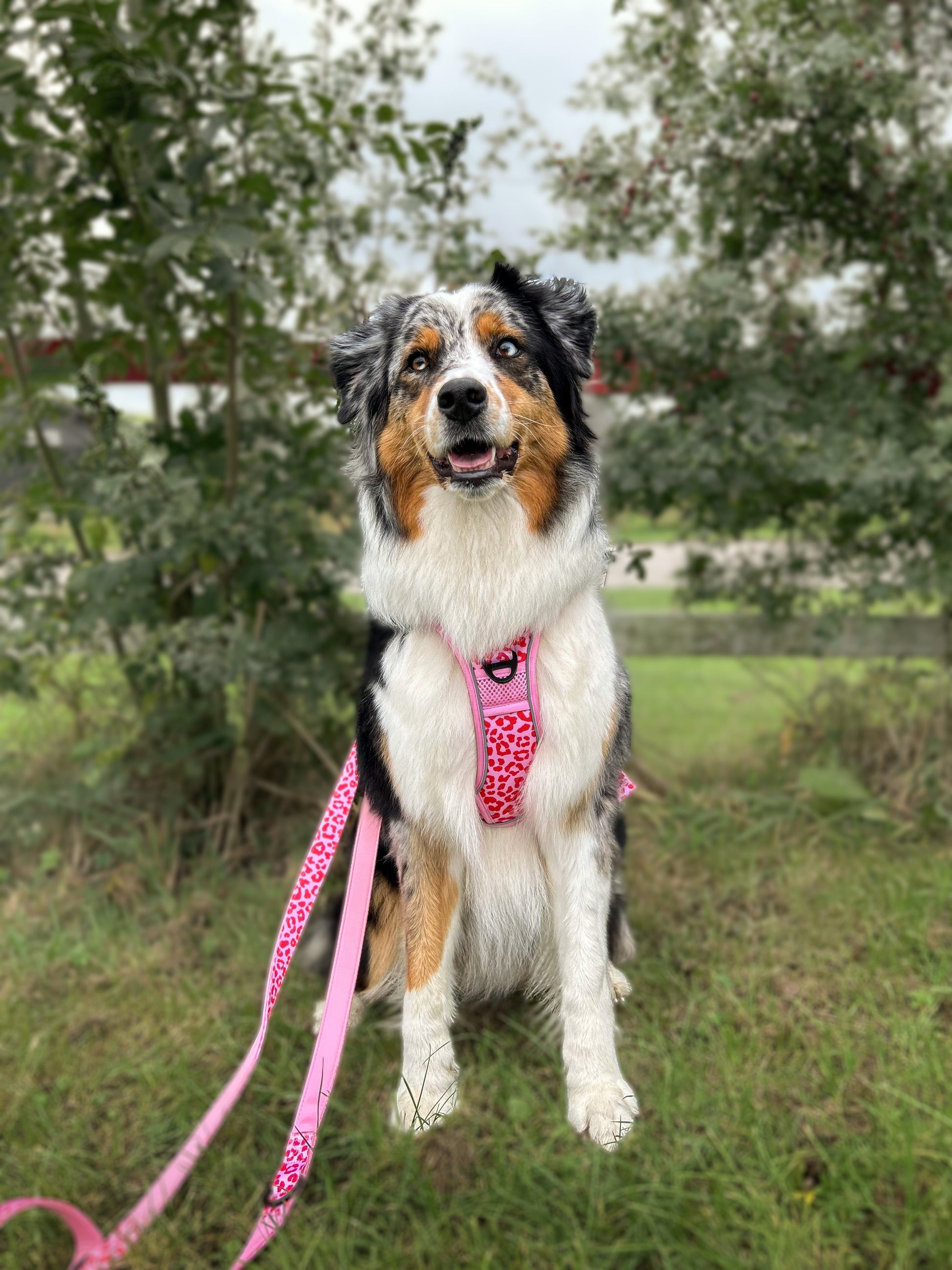 Adventure Trails Dog Harness - Pink Panther
