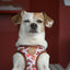 Tiny Trails step-in dog harness - Take a break, with Coffee N' Cake