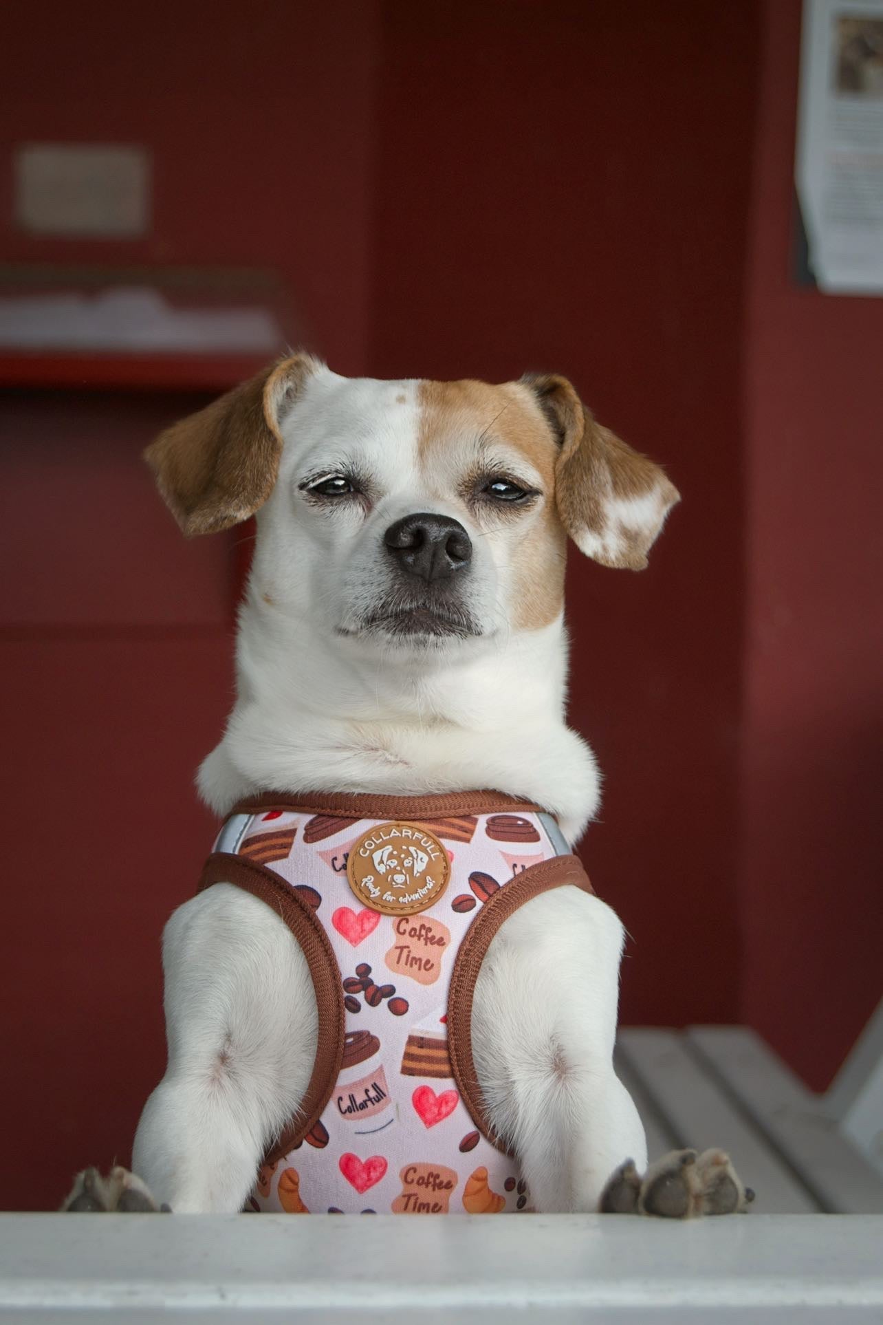 Tiny Trails step-in dog harness - Take a break, with Coffee N' Cake