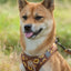 Tiny Trails step-in dog harness - Sunflowers on my mind