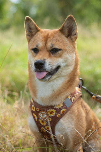 Tiny Trails step-in dog harness - Sunflowers on my mind