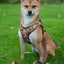 Adjustable dog leash - Sunflowers on my mind