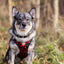 Tiny Trails step-in dog harness - Leaf me not
